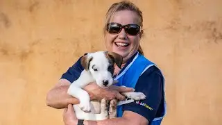 Discover Corporate Experience Days at RSPCA QLD