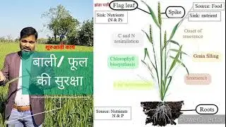 role of flag leaf in grain production अनाज उत्पादन में झंडा पत्ती का महत्व