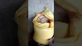 Jami Rabbit Farm Pakistan Rabbit Diet 03002949494 WhatsApp