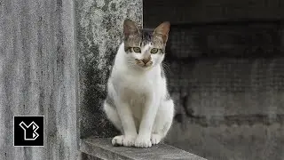 Cat photos from Sri Lanka, taken with Nikon COOLPIX P1000 - video 4
