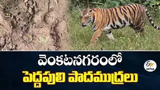 వెంకటనగరంలో పెద్దపులి పాదముద్రలు | Tiger Footprints Spotted in Venkatnagar | Villagers Panic