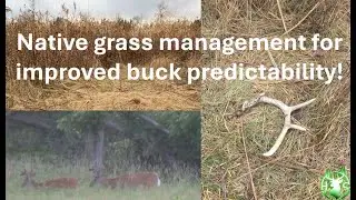 HS360 2025 The big picture how to manage native grasses, nearby food and structure review.