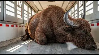 A Buffalo in Pain: Fire Ant Swarm Turns Into a Deadly Moving Layer #naturerescue #viral #trending