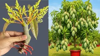 4 latest mango propagation techniques that produce roots that grow like crazy in just 5 days.