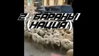 Z - бараны (нация) - вся суть