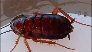 Explore Nature Now Nature Documentaries Wild ANIMAL Documentary Cockroach Cucaracha Blattodea 