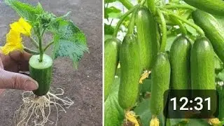 I was surprised to propagate cucumbers this way _ Cucumbers Grow fast