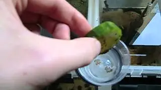 Harvesting Scuds (Hyalella azteca) the simple way