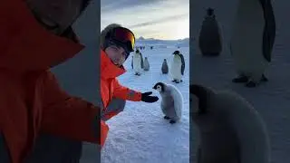 The magic of penguins in Antarctica 🐧❄️ #antarctica #penguins #nature #adventure