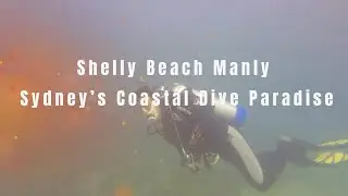 Shelly Beach Manly &ndash; Sydney&rsquo;s Coastal Dive Paradise