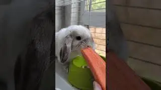 Саймон ест #кролики #pets #bunny