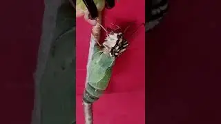 swallowtail emerging from chrysalis