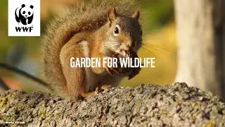 Garden For Wildlife - Episode 6: Edible Native Plants