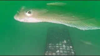 Swarm of Halibut While Fishing in Seward Alaska on Underwater Camera