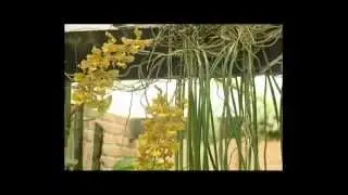 Documental Oncidium stacyi   Parte 1 de 2