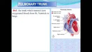 anatomy of large vesseles of the thorax (CVS) module by Professor Dr, Fawzy
