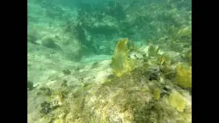 four-eyed butterflyfish Chaetodon capistratus Grand Cayman Island