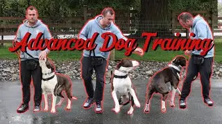 Exclusive Advanced Dog Training Lesson! W/ Dre