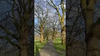 old forests in nottingham #shortvideoshort #shortvideo #youtubeshort #shortyoutubevideo #beautifull