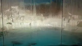 Penguin encounter at SeaWorld part 1.
