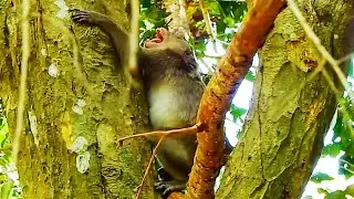 MG..LONI MONKEY WAS ATTACKED WARNING SO HURT BY MAC MONKEY, LONI CRY SO LOUDLY.