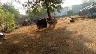 Cute buffalo baby 👌💕😍😘🌹