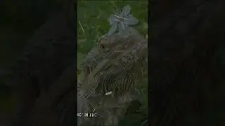 Hydra ❤️