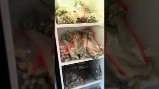 Get Insane Roots On Your Cuttings With This Insane Method!