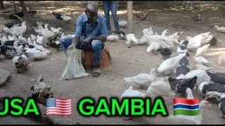 I Left USA 🇺🇸 To Establish The Lagest Mix Farm Madiyana The Duck Master In The Gambia West Africa 🌍 