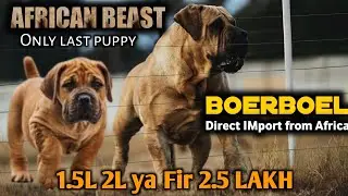BOERBOEL PUPPY | African Beast | Direct IMport line | Boerboel puppy for sale