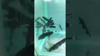 It's not feather  | Black knife Ghost Fish | Real Amazing Fish #knifefish | #ghostfish #viral