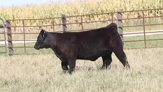 Swanson 38