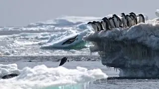 Drone footage shows penguin 'mega-colony' in Antarctica