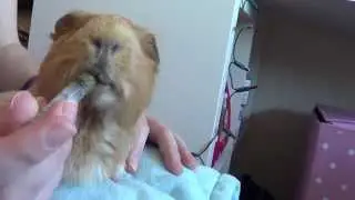 What You Can Do If Your Guinea Pig Stops Eating