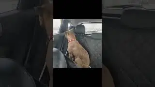 This stray dog refused to look at anyone 🥺 #RescueDogTransformation
