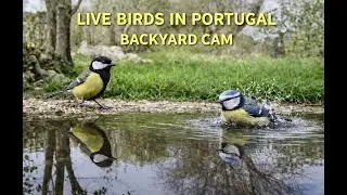 8.01.2026 09:00 🟥 LiveStream – Bird Activity at a Peaceful Backyard Pond