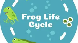 Frog Life Cycle | Easy learning for kids | Science |@elearningtv07