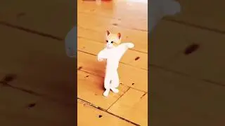 Dj wale babu songs cat dance #shorts #shortsfeed #youtubeshorts