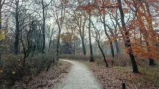 Quiet December Morning Walk in The Hague Park | #eleonoraswalks