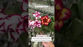Buy Latest Imported Adenium Variety Combo Set Online 🪴 #adenium #plants #flowers #garden