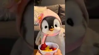 Pico the penguin loves fruit! #penguin #pico #xiaomi