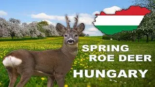 Spring Roe Deer hunting in Hungary