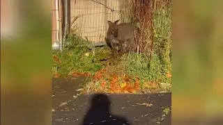 There's a wallaby loose in Gateshead - have you seen it? (UK) (1)