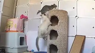 Kitty Cam: Mom & Kittens Hunting Session (Watch at 2x Speed For Full Chaos Experience)
