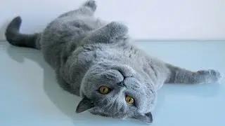 БРИТАНСКИЙ голубой КОТ какой он? / Blue british cat