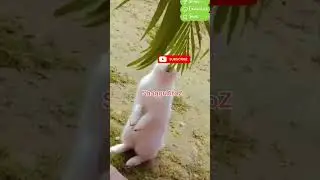 Rabbit in the my garden 🏡#rabbit#birds #1000subscriber #love #viralvideos @sagguAtoz @sabaKajahaan