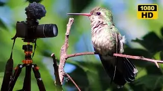 Probando tripode y micrófono con paraviento | Video y sonido de aves