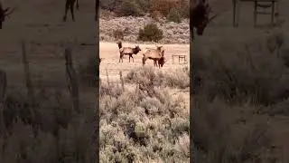 The Secret Spot #hunting #scouting #elk