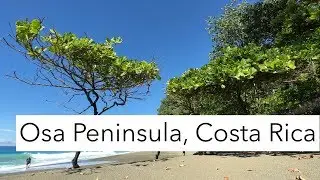 TRIP REPORT | Osa Peninsula, Costa Rica | Amazing wildlife, luxury lodge, how to get there &  more