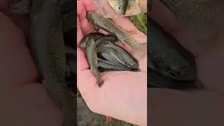 Catching Mummichogs in a homemade trap